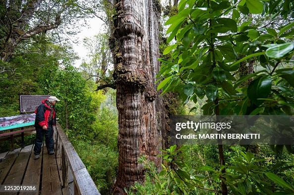 CHILE-ENVIRONMENT-SCIENCE-WEATHER-TREE CHILE-ENVIRONMENT-SCIENCE-WEATHER-TREE