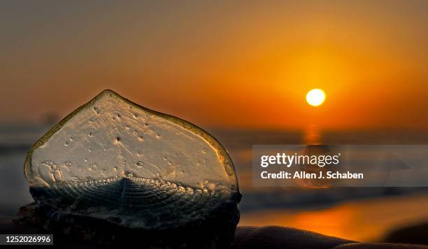 Huntington Beach, CA The sunset illuminates one of thousands of creatures known as by-the-wind-sailors that have been washing ashore Southern...