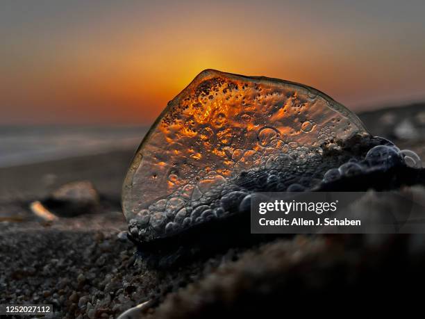 Huntington Beach, CA The sunset illuminates one of thousands of creatures known as by-the-wind-sailors that have been washing ashore Southern...