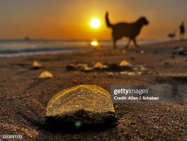 Huntington Beach, CA A dog and beach-goer walks by as the sunset illuminates one of thousands of creatures known as by-the-wind-sailors that have...