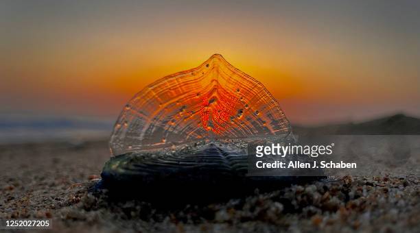 Huntington Beach, CA The sunset illuminates one of thousands of creatures known as by-the-wind-sailors that have been washing ashore Southern...