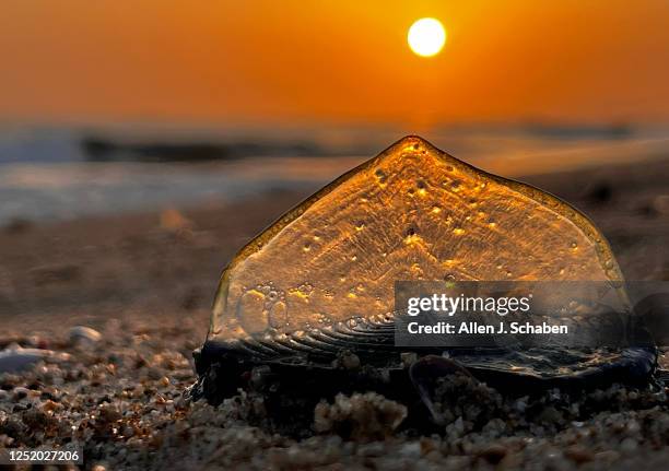Huntington Beach, CA The sunset illuminates one of thousands of creatures known as by-the-wind-sailors that have been washing ashore Southern...