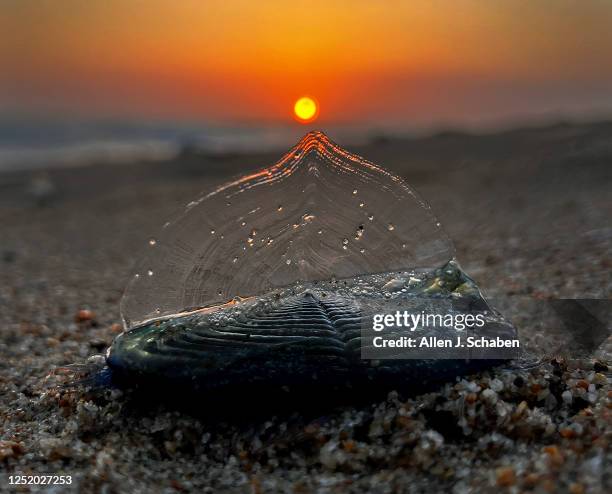 Huntington Beach, CA The sunset illuminates one of thousands of creatures known as by-the-wind-sailors that have been washing ashore Southern...
