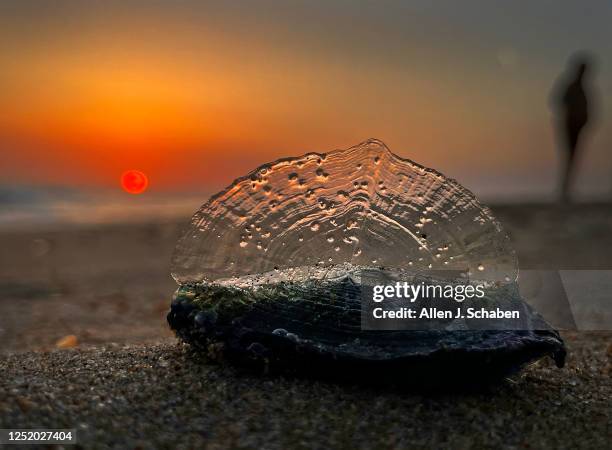 Huntington Beach, CA A beach-goer walks by as the sunset illuminates one of thousands of creatures known as by-the-wind-sailors that have been...