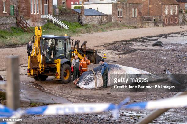 Dead minke whale which washed up on the West Bay beach in North Berwick, East Lothian, on Wednesday is taken away. The area around the whale has been...