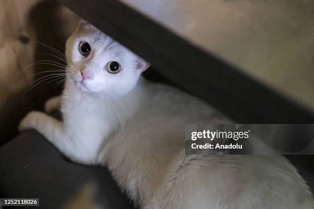 Cat is seen at the cat cafe in Brussels, Belgium on April 23, 2023. Cat cafe offers its visitors the opportunity to bond with and adopt cats while...