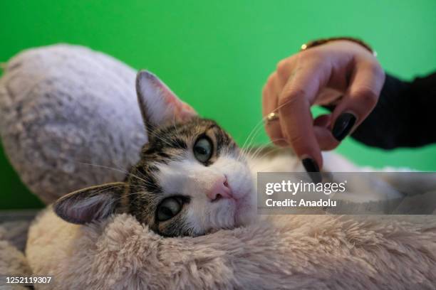 Woman pets a cat at the cat cafe in Brussels, Belgium on April 23, 2023. Cat cafe offers its visitors the opportunity to bond with and adopt cats...
