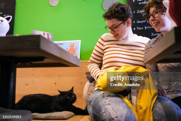 General view of the cat cafe in Brussels, Belgium on April 23, 2023. Cat cafe offers its visitors the opportunity to bond with and adopt cats while...