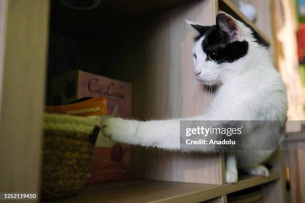 Cat is seen at the cat cafe in Brussels, Belgium on April 23, 2023. Cat cafe offers its visitors the opportunity to bond with and adopt cats while...