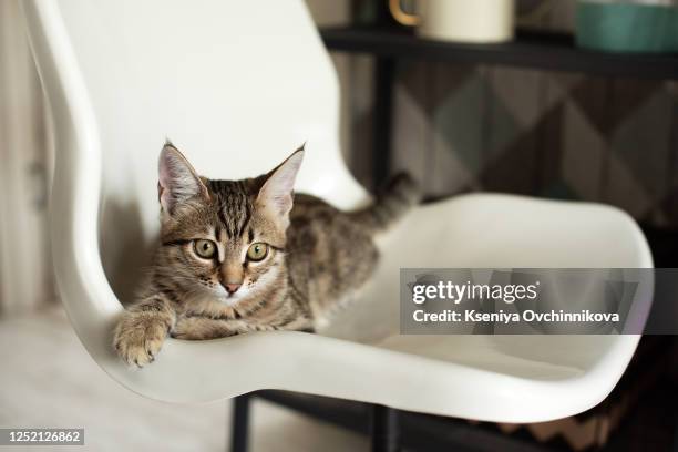 bengal kitten cat - cat knocking over stock pictures, royalty-free photos & images