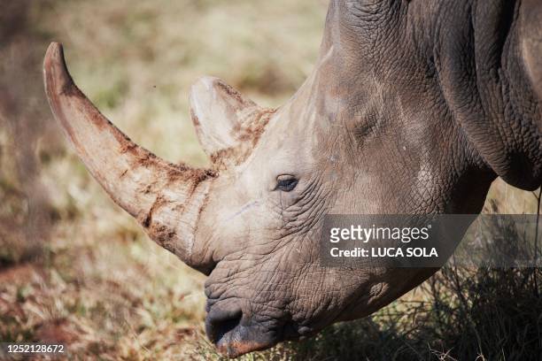 Wild white rhino is seen at an undisclosed location in the North-West Province of South Africa, on April 2, 2023. - South Africa is home to nearly 80...