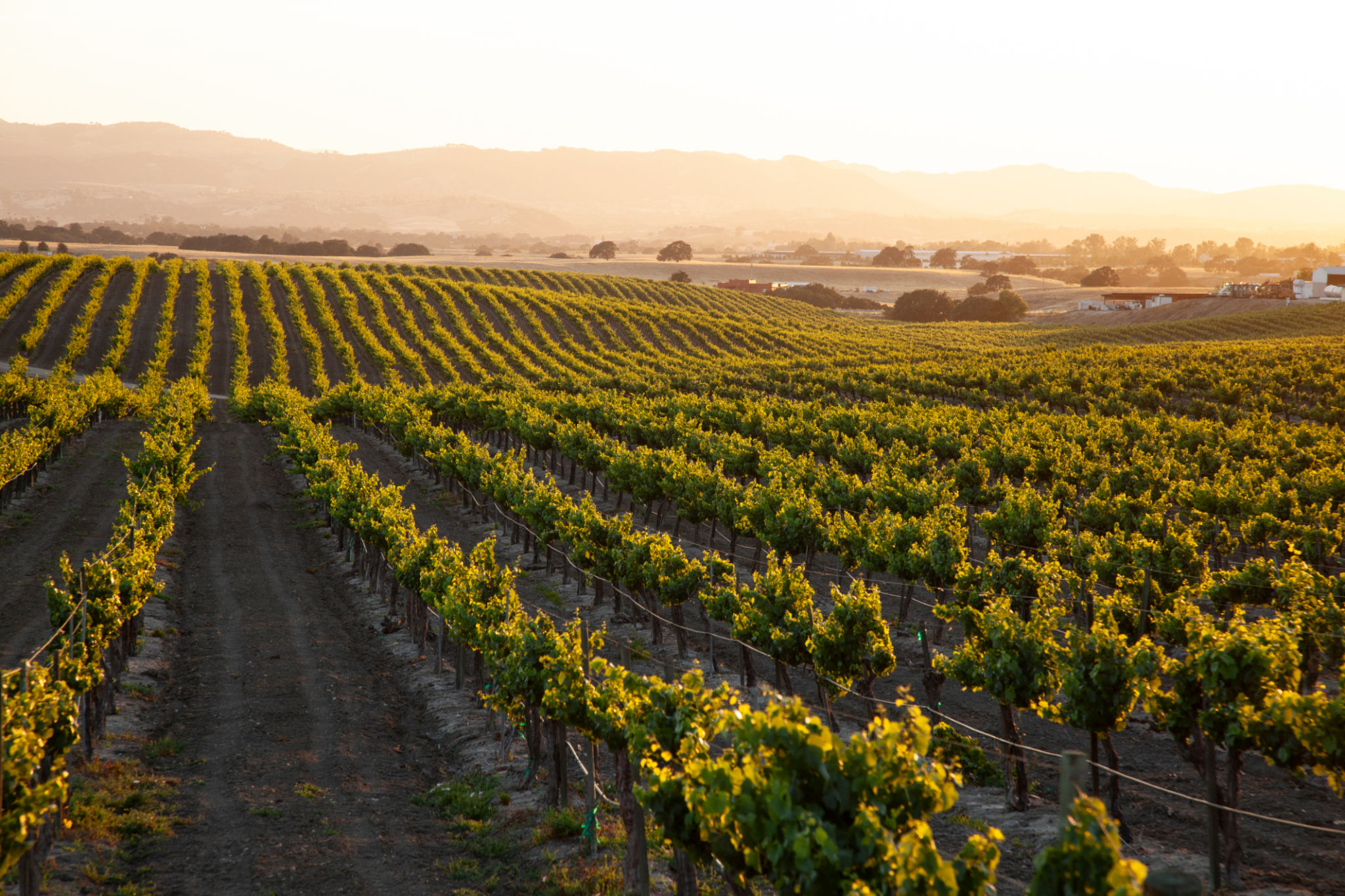 san luis obispo vineyard