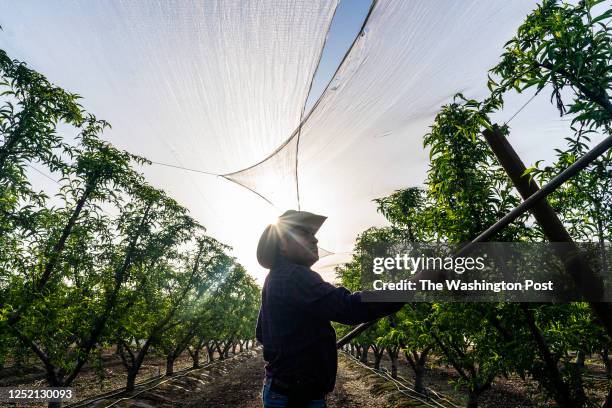 On 6th generation Michael Ward's farm peach trees are thinned by farm workers in Cutler, California on Friday April 14, 2023.