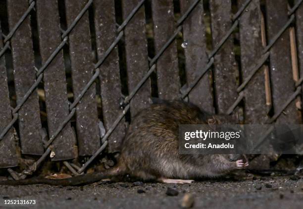 Steet Rats 1,493 Street Rat Stock Photos, High-Res Pictures, and Images - Getty Images