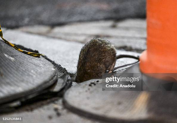 Rats are seen in a street of New York, United States on April 16 ...