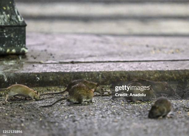 Random Backstreet Rats 1,493 Street Rat Stock Photos, High-Res Pictures, and Images - Getty Images