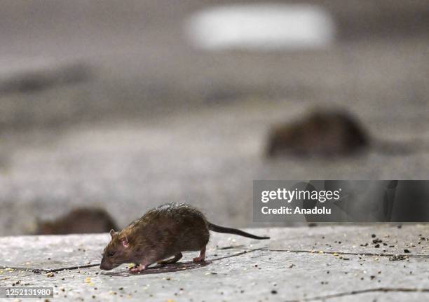 Random Backstreet Rats 1,228 Street Rat Stock Photos, High-Res Pictures, and Images - Getty Images
