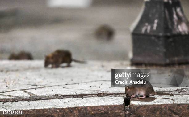 Random Backstreet Rats 1,493 Street Rat Stock Photos, High-Res Pictures, and Images - Getty Images