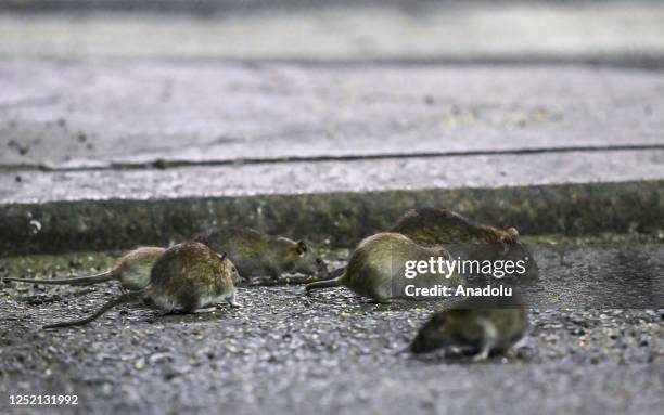 Random Backstreet Rats Street Rats Photos and Premium High Res Pictures - Getty Images