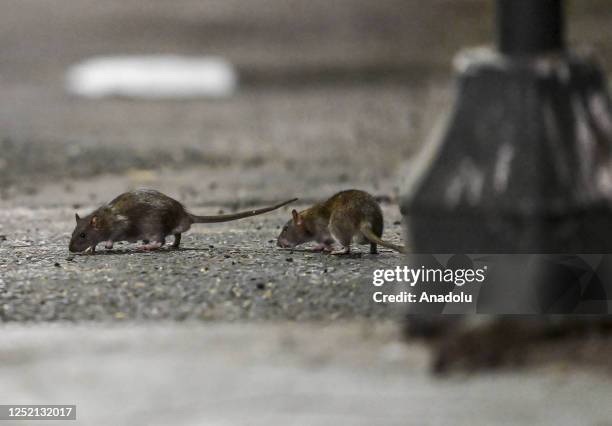 Random Backstreet Rats 1,493 Street Rat Stock Photos, High-Res Pictures, and Images - Getty Images
