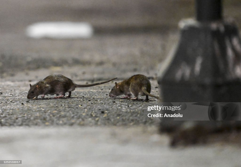 Ny Rats Rats are seen in a street of New York, United States on April 16 ...
