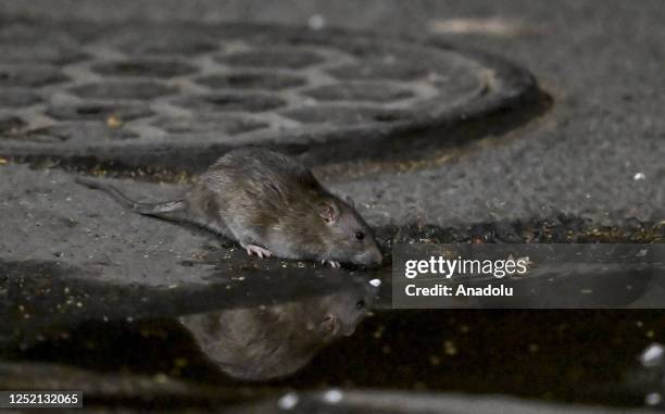 Random Backstreet Rats 1,252 Street Rat Stock Photos, High-Res Pictures, and Images - Getty Images