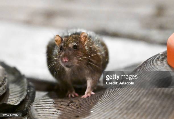Rats are seen in a street of New York, United States on April 16, 2023. Current estimates put the rat population at about 2 million across 90% of the...