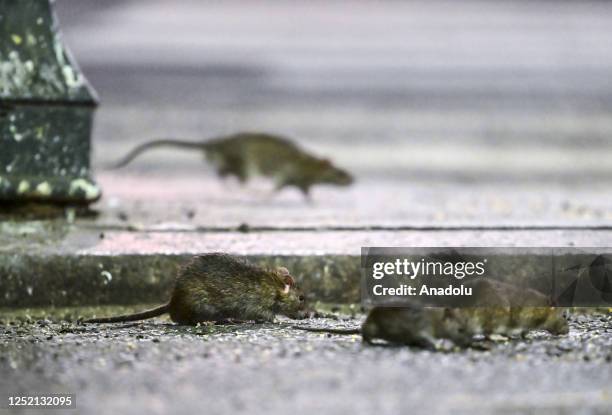 Steet Rats 1,275 Street Rat Stock Photos, High-Res Pictures, and Images - Getty Images