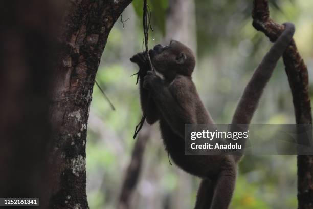 Woolly monkey / Lagothrix lagotricha is seen at the Amazon forest in Amazonas, Colombia, on April 04, 2023. The monkey population is also at risk due...