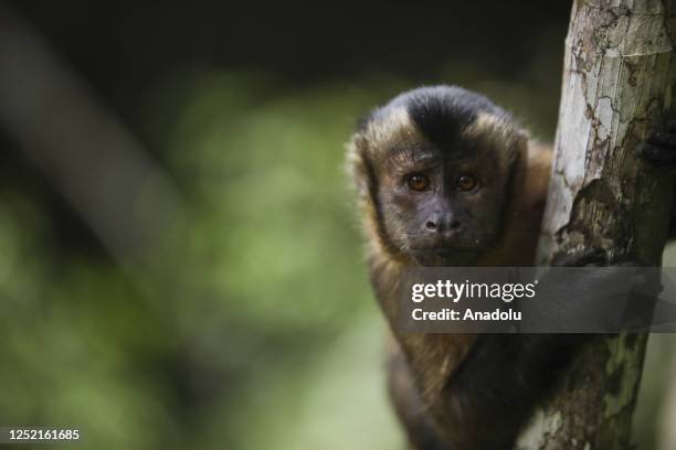 Colombian white-faced capuchin is seen at the Amazon forest in Amazonas, Colombia, on April 04, 2023. The monkey population is also at risk due to...