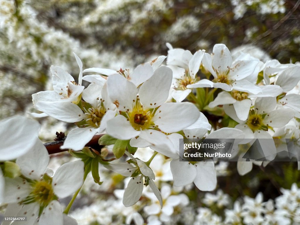 Tree During T Spring Flowers blooming on a tree during the Spring season in Toronto,... News ...