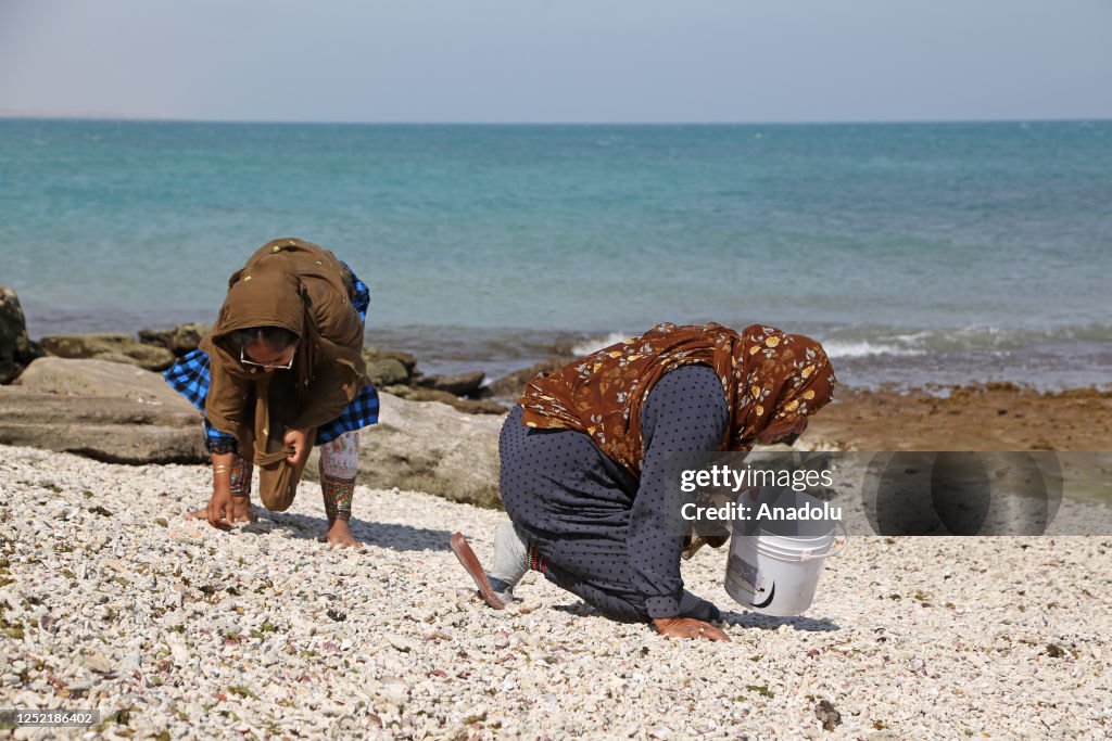 Iranian woman collects sea shells on a beach to make accessories to ...