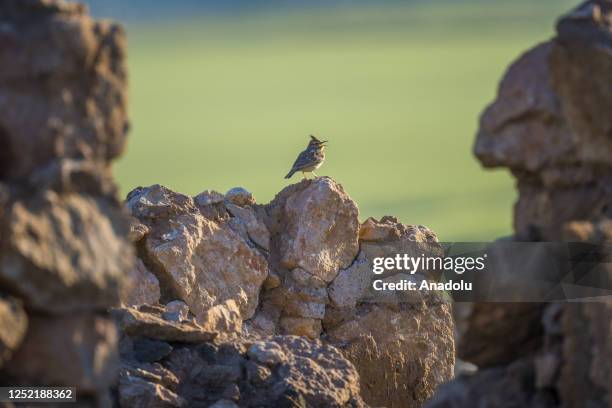 Crested Lark is seen within the scope of the "Dogaya Kanat Actik" project as it is among the migratory birds in Hatay, Turkiye on April 24, 2023....