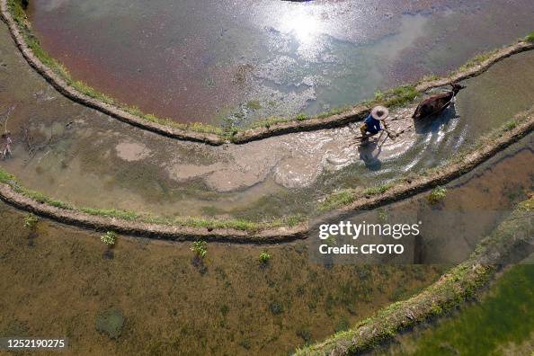 Farmers Raking CONGJIANG, CHINA - APRIL 26, 2023 - Aerial photo shows farmers raking ...