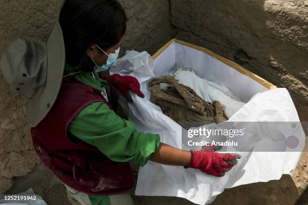 Archaeologists reveal the remarkable discovery of mummified remains from the Late Intermediate period, believed to date from the 900s and 1200s AD at...