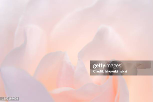 a rose flower - petal ストックフォトと画像