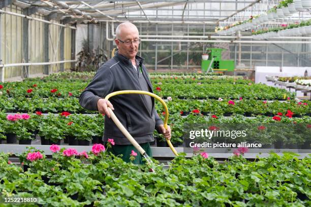 April 2023, Bremen: Holger Kolonko waters the flowers in his nursery. Despite a recently dampened buying mood among consumers, nurseries in northern...