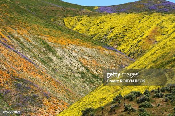 Orange, yellow and purple wildflowers paint the hills of the Tremblor Range, April 26, 2023 at Carrizo Plain National Monument near Santa Margarita,...