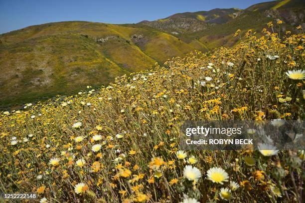 Orange, yellow and purple wildflowers paint the hills of the Tremblor Range, April 26, 2023 at Carrizo Plain National Monument near Santa Margarita,...
