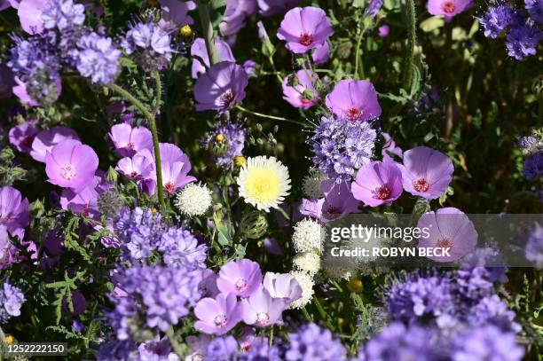 Variety of wildflowers are seen April 26, 2023 at Carrizo Plain National Monument near Santa Margarita, California where orange, yellow and purple...