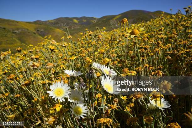 Variety of wildflowers are seen April 26, 2023 at Carrizo Plain National Monument near Santa Margarita, California where orange, yellow and purple...