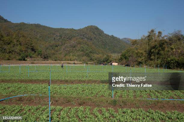 Poppy plants that will produce opium grow in a valley, helped by a water distribution network. These opium fields are run by militias allied with the...