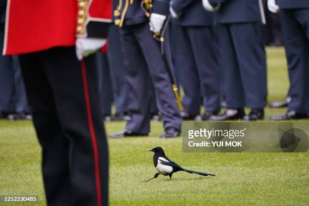 Magpie walks across the lawn during a ceremony to present new standards and colours to the Royal Navy, the Life Guards of the Household Cavalry...