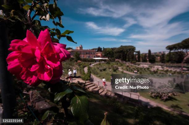 Rome Rose Garden Stock-Fotos und Bilder - Getty Images