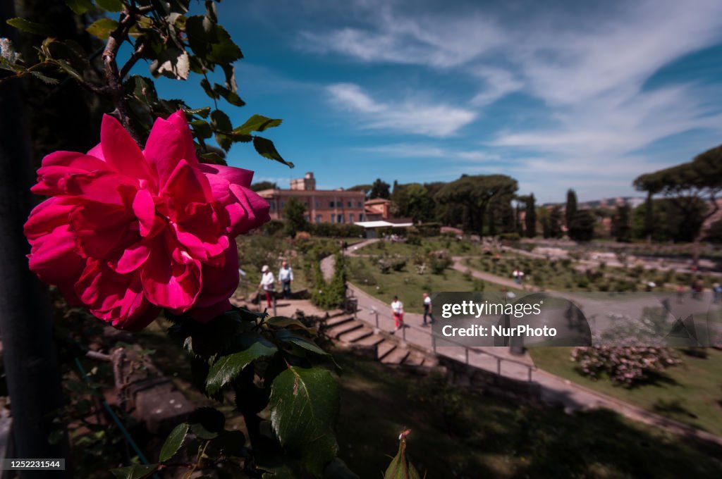 Rose Graden Rome The municipal rose garden of Rome where numerous varieties of roses ...