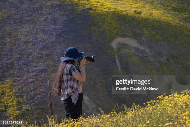 Woman photographs wildflowers in the Temblor Range, the mountain range that is pushed up on the east side of the San Andreas Fault, at Carrizo Plain...