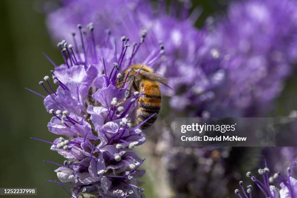 Bee collects pollen from Phacelia flowers in the Temblor Range, the mountain range that is pushed up on the east side of the San Andreas Fault, at...