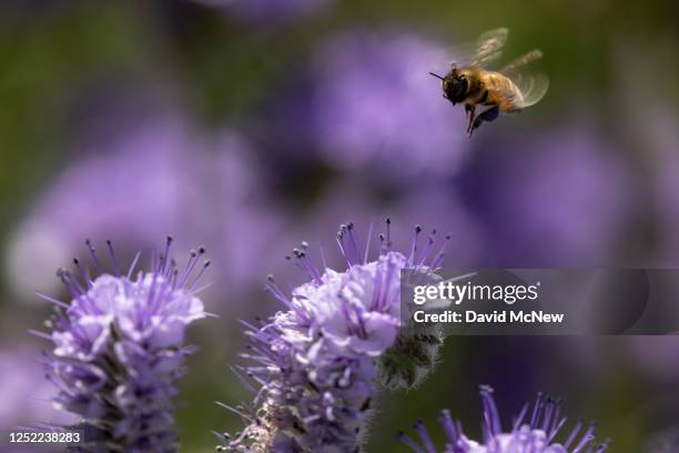 Bee collects pollen from Phacelia flowers in the Temblor Range, the mountain range that is pushed up on the east side of the San Andreas Fault, at...