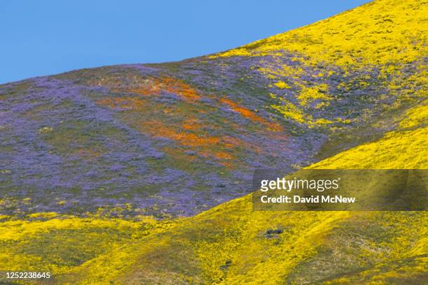 The colors of various wildflower species color the hills of the Temblor Range, the mountain range that is pushed up on the east side of the San...