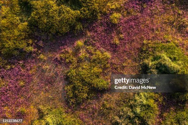 In an aerial view, the colors of various wildflower species color the hills of the Temblor Range, the mountain range that is pushed up on the east...